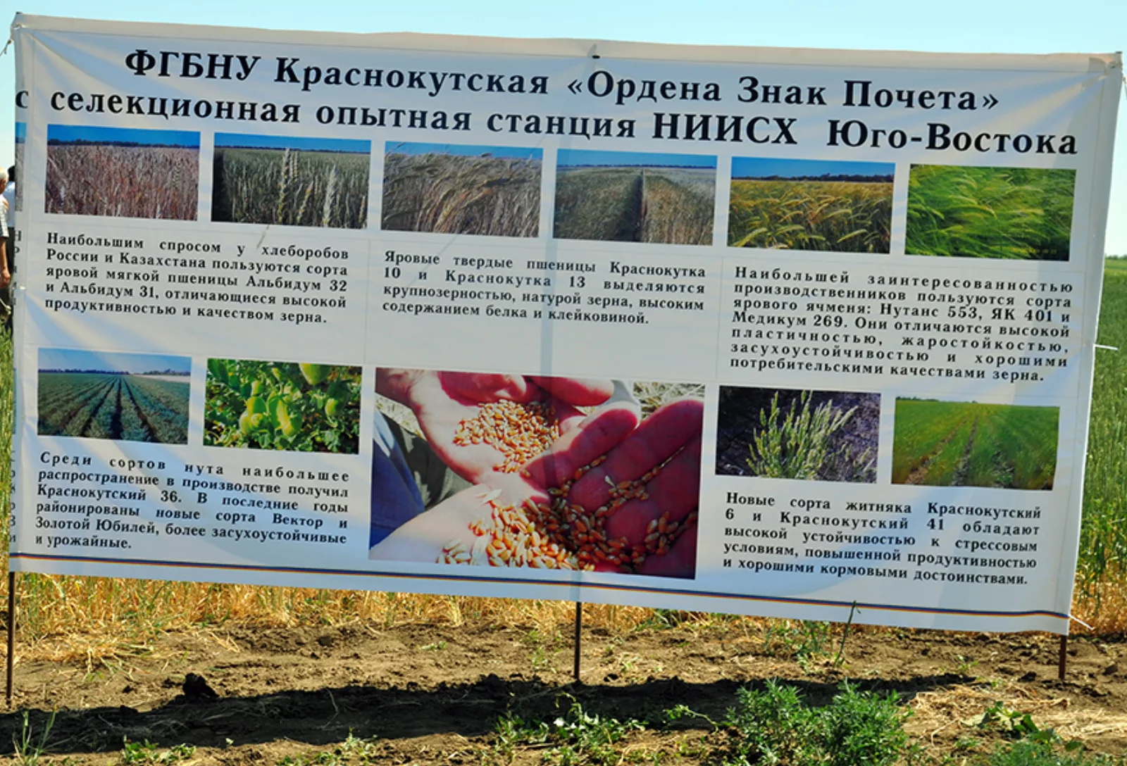 краснокутская станция