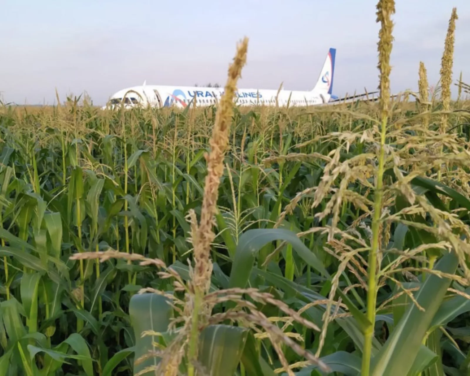 Аварийная посадка А321, Уральские авиалинии, поле кукурузы, ущерб, страховой случай, аэропорт Жуковский