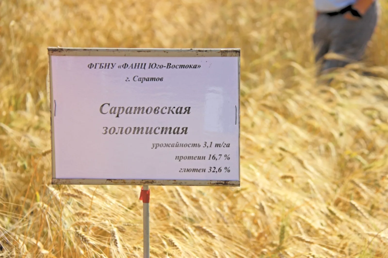 Коллектив опытной станции «Красавская» Самойловского района