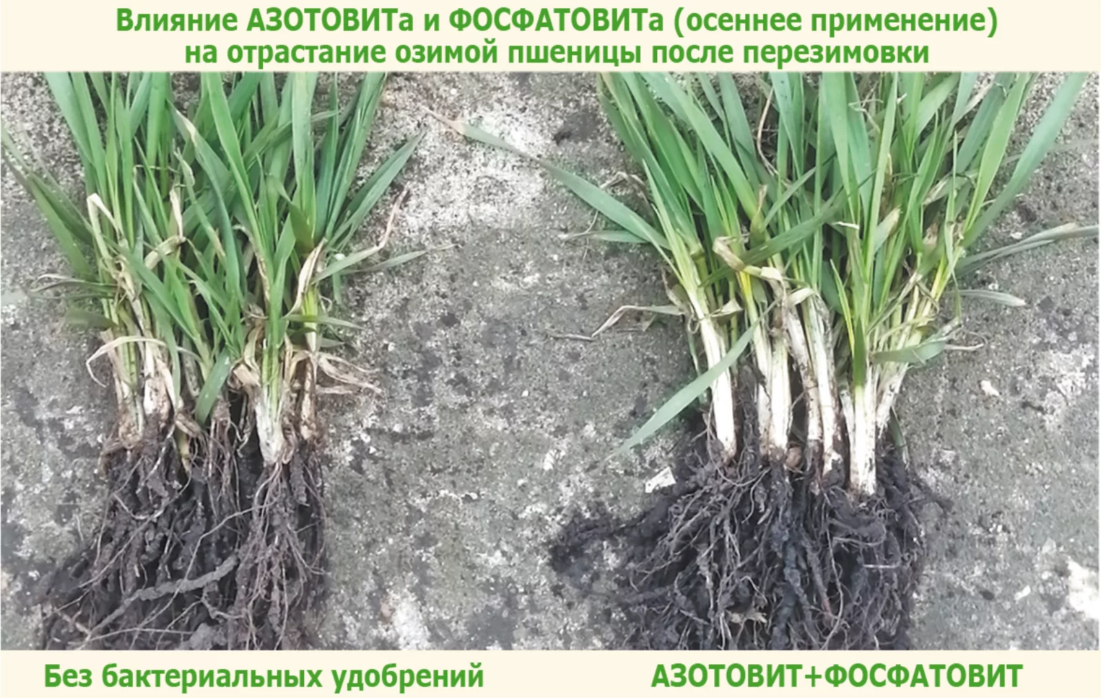 АЗОТОВИТ и ФОСФАТОВИТ.